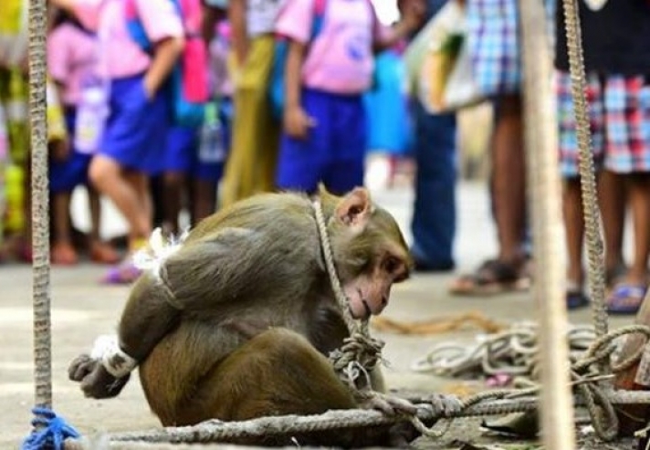 Τιμώρησαν βάναυσα πίθηκάκι που θεώρησαν ότι… έκλεβε – Το έδεσαν χειροπόδαρα και το βασάνιζαν (Photos)