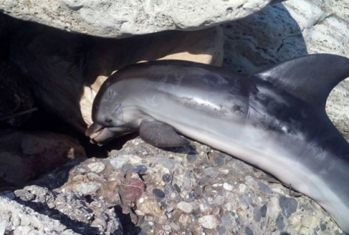 Εντοπίστηκε νεκρό δελφίνι στον Κορινθιακό