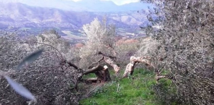 Κρήτη: Σε απόγνωση αγρότης που του έκοψαν 100 ρίζες ελιές