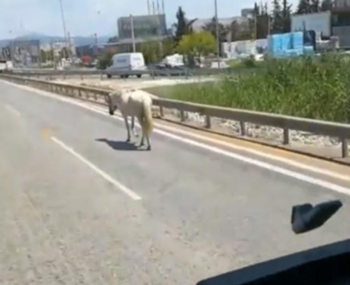 Θεσσαλονίκη: Συγκρούστηκε με Ι.Χ το άλογο που ήταν ελεύθερο στους δρόμους