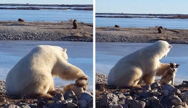 Μια πολική αρκούδα χαϊδεύει έναν σκύλο στην καναδική ερημιά