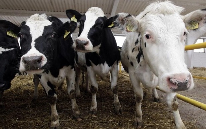 Οι χαρούμενες αγελάδες παράγουν πιο θρεπτικό γάλα