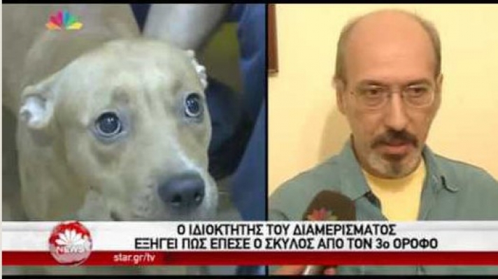 Ως εγκληματίας του κοινού ποινικού δικαίου φέρθηκε ο άνθρωπος που πέταξε τη σκυλίτσα από τον 3ο όροφο