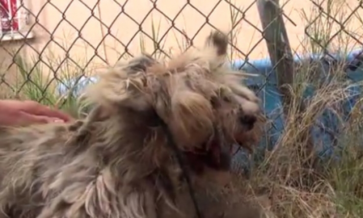 Βρήκαν σκύλο σε άθλια κατάσταση – Η μεταμόρφωση του θα σας κάνει να συγκινηθείτε (video)