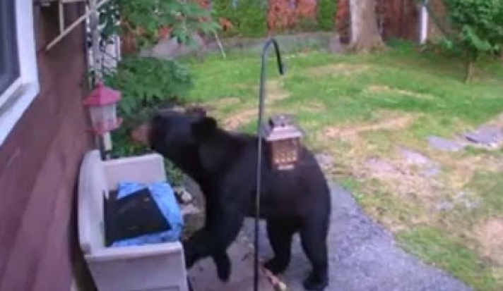 ΒΙΝΤΕΟ - Σκύλος "τα έβαλε" με αρκούδα που μπήκε στον κήπο σπιτιού