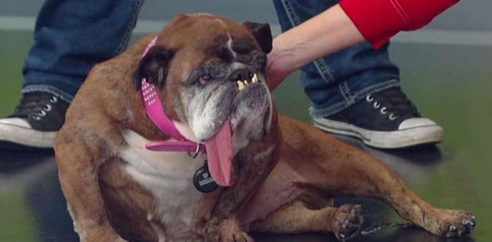ΗΠΑ: Πέθανε η Ζα-Ζα, το ασχημότερο σκυλί στον κόσμο