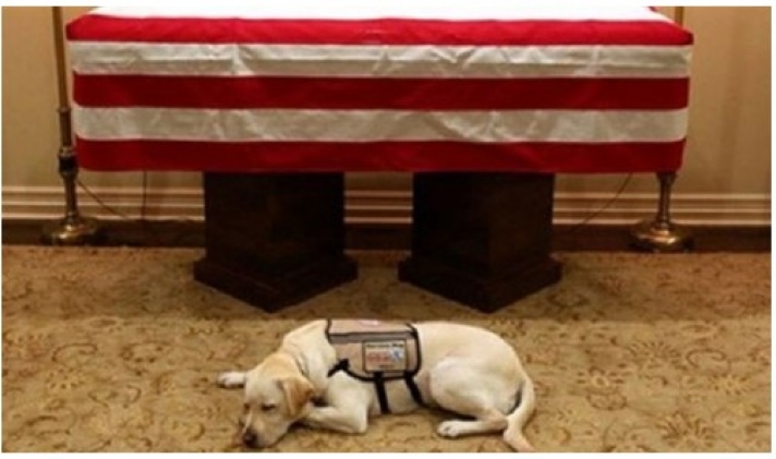 Ο «Χάτσικο» των ΗΠΑ - Συγκλονιστική φωτογραφία ... Δεν φεύγει από το φέρετρο του Μπους ο πιστός του σκύλος