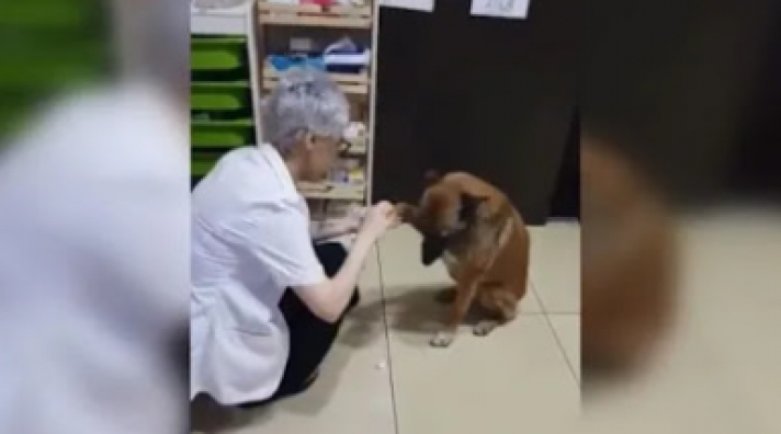 Όταν ένας αδέσποτος σκύλος ζητάει βοήθεια σε φαρμακείο και γίνεται viral