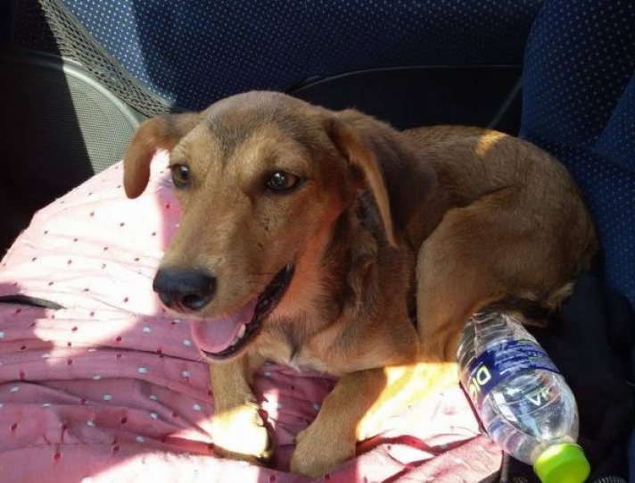 Ζωντανό και καλά στην υγεία του το σκυλί που ξυλοκόπησε άγρια 88χρονος στο Τυχερό Έβρου