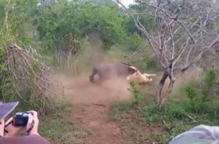 Η απίστευτη μονομαχία ανάμεσα σε γκνου και λιοντάρι (video)  Διαβάστε περισσότερα: http://www.symvolinews.gr/2016/02/video_86.html#ixzz3z5PIEOQ9