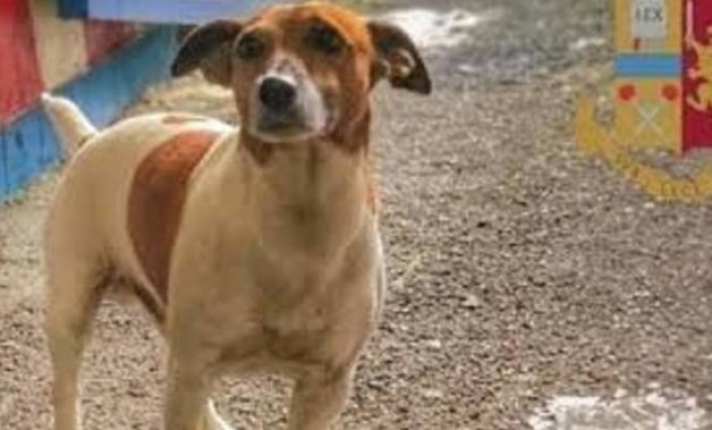 Η ιταλική μαφία επικήρυξε σκύλο γιατί ανακάλυψε πάνω από 2 τόνους ναρκωτικών