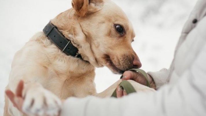 Οι σκύλοι φαίνεται να μυρίζουν με μεγάλη ακρίβεια τους ανθρώπους με κορονοϊό