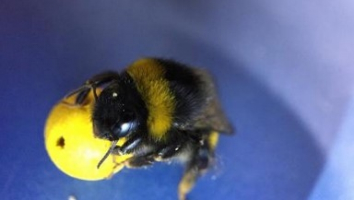 ΑΠΙΣΤΕΥΤΟ - Επιστήμονες έμαθαν σε μέλισσες να παίζουν μπάλα και να βάζουν γκολ!