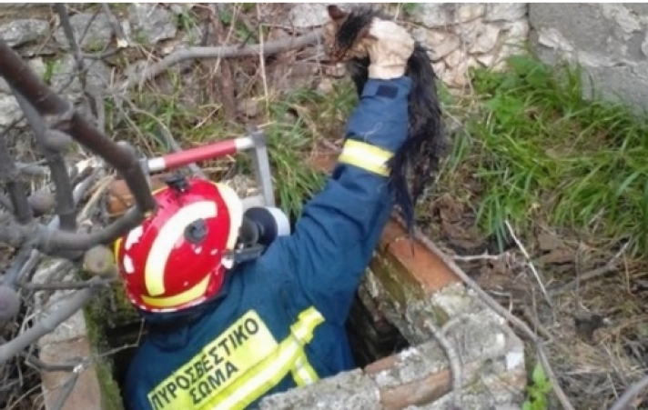 Πυροσβέστες απεγκλώβισαν αδέσποτο γατάκι από ακάλυπτο πηγάδι στην Κερατέα