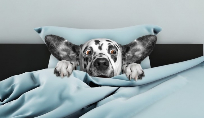 Σκύλοι: Έχουν και αυτοί φοβίες