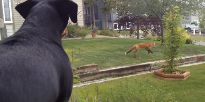 Αυτός ο σκύλος άφησε ένα παιχνίδι του έξω στη αυλή και το βρήκε μια αλεπού. Δείτε την ξεκαρδιστική αντίδραση του σκύλου!