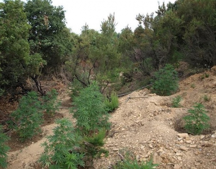 Εντοπίστηκαν δύο  φυτείες δενδρυλλίων κάνναβης στη Λακωνία