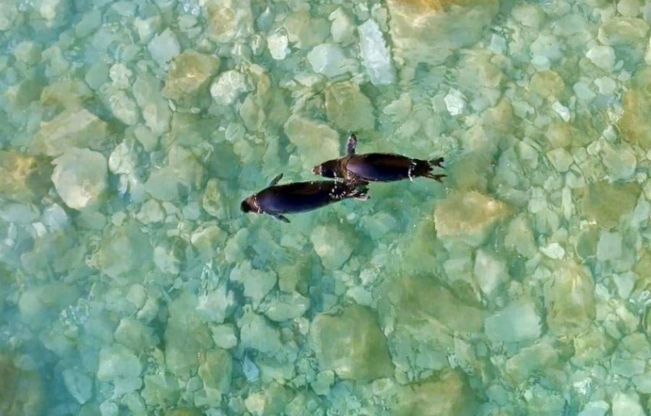Επέστρεψαν στα νερά των Κυκλάδων οι φώκιες Λένα και Νικόλ (φωτογραφίες)