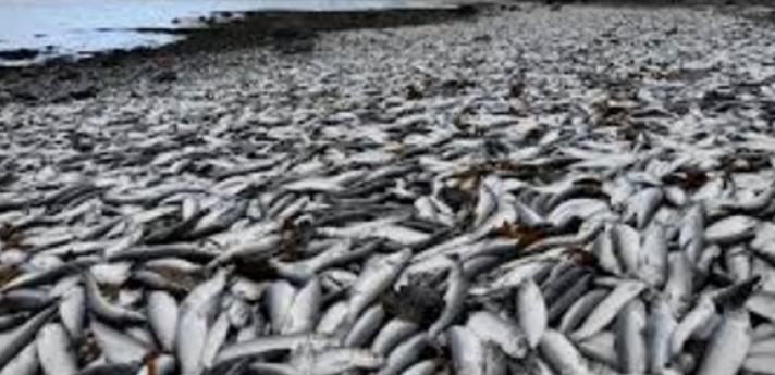 Βγήκαν πολλά Ψάρια στην παράλια του Πευκιά στο Ξυλόκαστρο (ΦΩΤΟ)