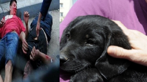Βόλος: Άγριο ξύλο για την… ανάγκη του σκύλου – Στο νοσοκομείο αιμόφυρτο ένα 15χρονο παιδί!