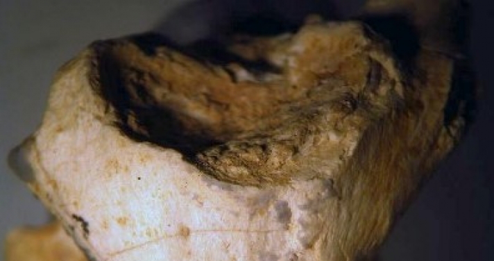Πριν από 18 εκατομμύρια χρόνια ! Κροκόδειλοι ζούσαν στην Εύβοια, κόμπρες και μεγάλες σαύρες στον Αξιό