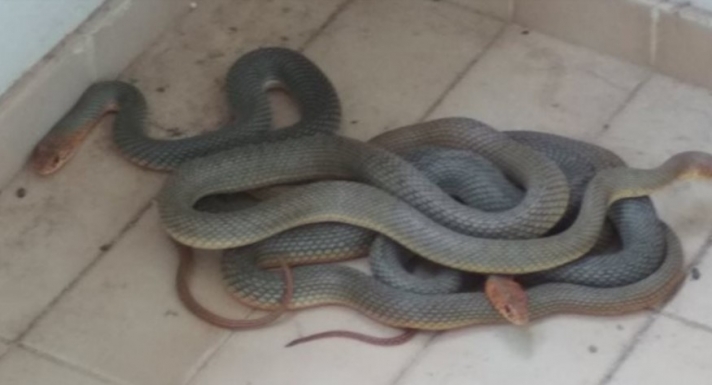 Φίδια... ζευγάρωναν σε μπαλκόνι φοιτητών στα Ιωάννινα