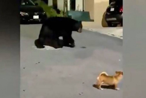 Σκυλάκι μια σταλιά τα βάζει με ολόκληρη… αρκούδα (video)