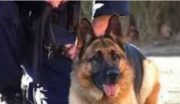 Ο εκπαιδευμένος σκύλος «Άτλας» τσάκωσε δυο διακινητές ναρκωτικών