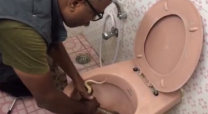Παλεύει με δηλητηριώδη κόμπρα στην… τουαλέτα του! (βίντεο)