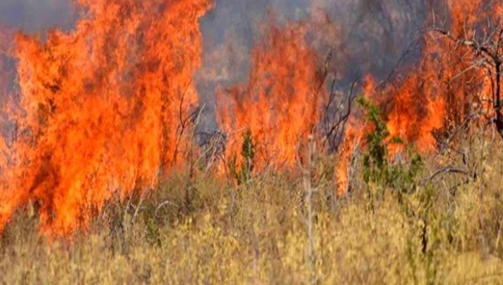 Λάρισα: Πυρκαγιά σε δασική έκταση κοντά στο χωριό Τσαριτσάνη
