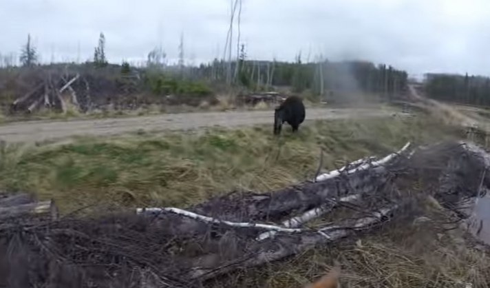 Συγκλονιστικό βίντεο: Εφιαλτική μάχη σώμα με σώμα μεταξύ αρκούδας και κυνηγού