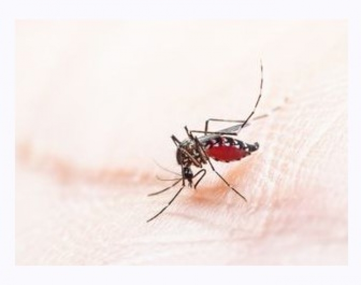 ΚΕΕΛΠΝΟ: Αναμενόμενη ως ένα βαθμό η εμφάνιση σποραδικών κρουσμάτων ελονοσίας