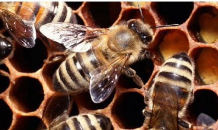 Νεκρός 32χρονος στα Τρίκαλα από τσίμπημα μέλισσας