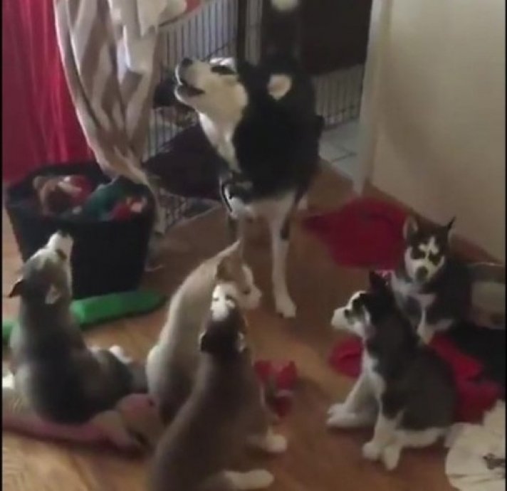 Εκπληκτικό βίντεο: Σκυλίτσα μαθαίνει τα κουτάβια της να... γρυλίζουν!