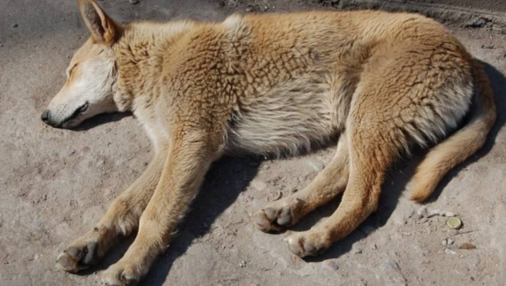 Πάτρα: Αστυνομικοί έσωσαν σκυλάκι με οξύ επιληπτικό σοκ