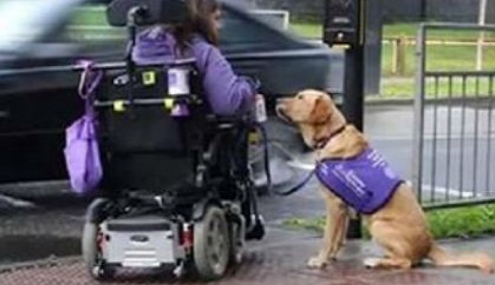 Μία ανάπηρη γυναίκα χρειάζεται βοήθεια . Παρακολουθήστε την αντίδραση του σκύλου! Θα βουρκώσετε…